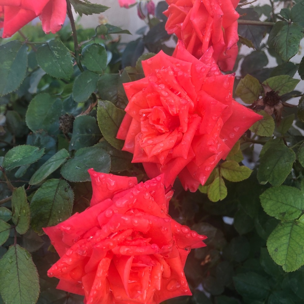 Meet your Posher, Nina